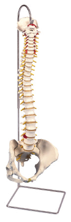 Fabrication Enterprises - Functional Spine with Female Pelvis Model 6 lbs. - 12-4532