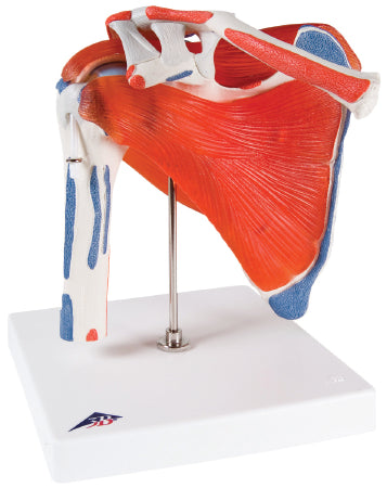 Fabrication Enterprises Shoulder Joint with Rotator Cuff Model 2 lbs. - 959098