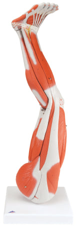 Fabrication Enterprises Muscular Leg Model 11 lbs. - 970055