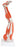 Fabrication Enterprises Muscular Leg Model 11 lbs. - 970055