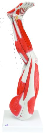 Fabrication Enterprises - Muscular Leg Model 11 lbs. - 12-4555