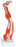 Fabrication Enterprises - Muscular Leg Model 11 lbs. - 12-4555
