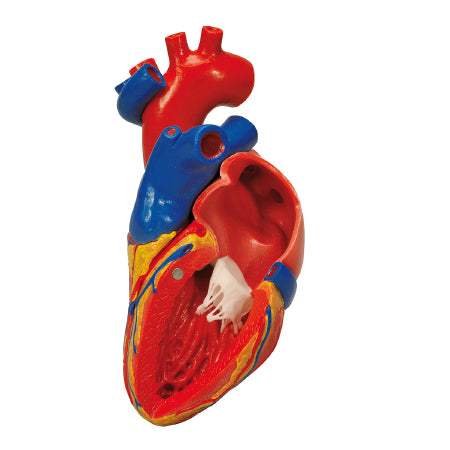 Fabrication Enterprises Heart with Bypass Model 1 lb. - 974804