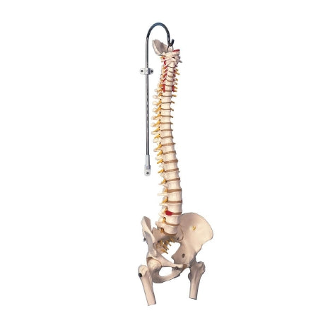 Fabrication Enterprises 3B Scientific Flexible Spine Model 3.9 lbs. - 983204