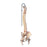 Fabrication Enterprises 3B Scientific Flexible Spine Model 3.9 lbs. - 983204