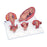 3B Scientific - Pregnancy Series - 5 Models 4.63 lbs. - Z13217
