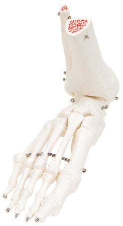 Fabrication Enterprises Loose Bones Right Leg Skeleton with Hip Bone 3 lbs. Plastic - 12-4587R