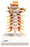 Fabrication Enterprises Cervical Spinal Column Model 2 lbs. - 964211