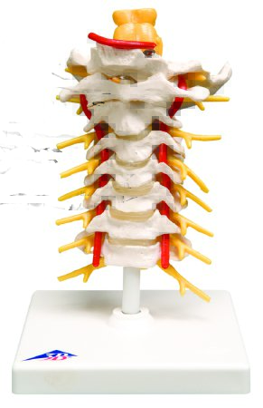 Fabrication Enterprises - Cervical Spinal Column Model 2 lbs. - 12-4539