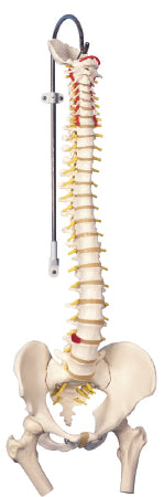 Fabrication Enterprises - Flexible Spine with Femur Heads Model 6 lbs. - 12-4530