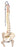 Fabrication Enterprises - Flexible Spine with Femur Heads Model 6 lbs. - 12-4530