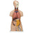 3B Scientific - 12 Part Torso Model Gender Neutral 10.14 lbs. Plastic - Z13211