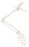Fabrication Enterprises Right Arm Skeleton with Scapula and Clavicle 2 lbs. Plastic - 12-4583R