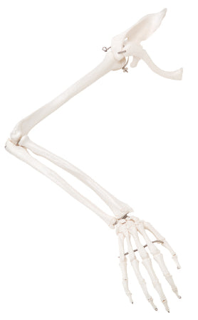 Fabrication Enterprises - Right Arm Skeleton with Scapula and Clavicle 2 lbs. Plastic - 12-4583R