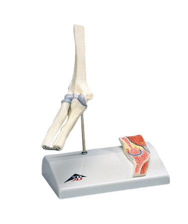 Fabrication Enterprises - Mini Elbow with Cross Section of Bone Model 2 lbs. - 12-4520