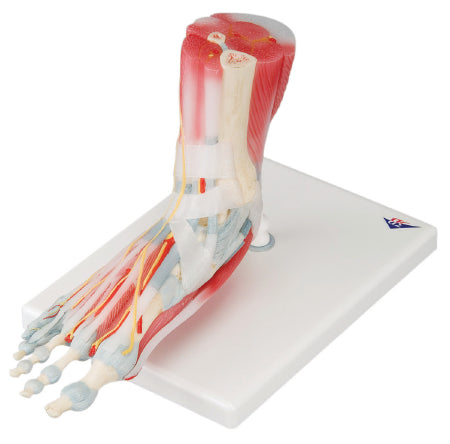 Fabrication Enterprises Foot Skeleton with Removeable Ligaments and Muscles 2 lbs. - 958733