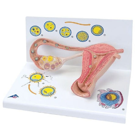 Fabrication Enterprises 3B Scientific Stages of Fertilization and of the Embryo Model 2.65 lbs. - Z13004