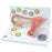 Fabrication Enterprises 3B Scientific Stages of Fertilization and of the Embryo Model 2.65 lbs. - Z13004