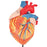 Fabrication Enterprises 3B Scientific 4 Part Heart Model 2.87 lbs. - Z13061