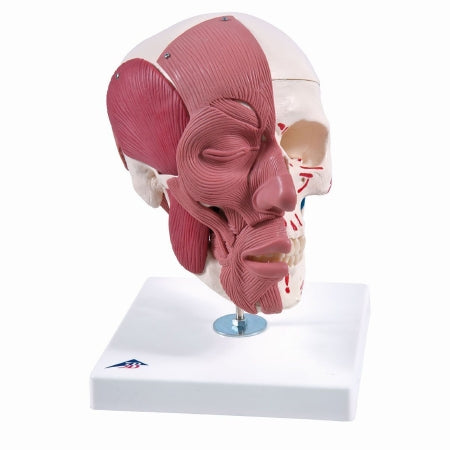 Fabrication Enterprises 3B Scientific Skull with Facial Muscles Model 2.38 lbs. - Z03194