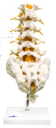 Fabrication Enterprises - Lumbar Spinal Column Model 2 lbs. - 12-4541