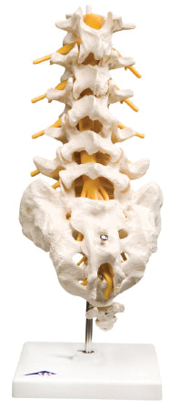 Fabrication Enterprises Lumbar Spinal Column Model 2 lbs. - 964942