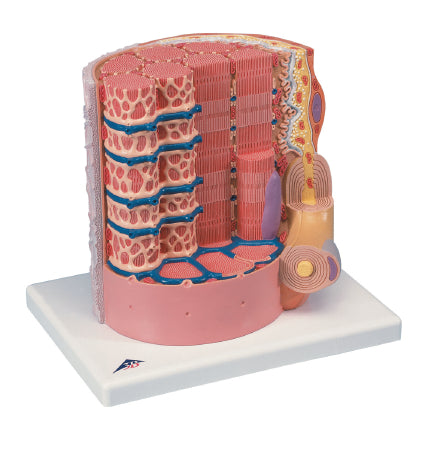 Fabrication Enterprises MICROanatomy Muscle Fiber Model 6 lbs. - 971516