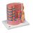 MICROanatomy - Muscle Fiber Model 6 lbs. - 12-4559