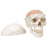 Fabrication Enterprises 3B Scientific Human Skull with 5 part Brain Model 2.43 lbs. Plastic - Z12892