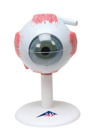 Fabrication Enterprises - Human 6-Part Eye Model 3 lbs. - 12-4563