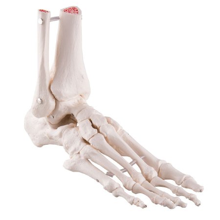 Fabrication Enterprises Loose Bones Right Foot Skeleton with Ankle - 12-4585BR