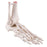 Fabrication Enterprises Loose Bones Right Foot Skeleton with Ankle - 12-4585BR