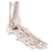 Fabrication Enterprises - Loose Bones Right Foot Skeleton with Ankle - 12-4585BR