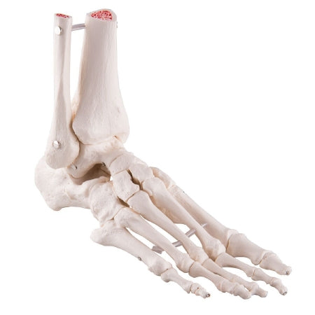 Fabrication Enterprises Loose Bones Left Foot Skeleton with Ankle - 12-4585BL