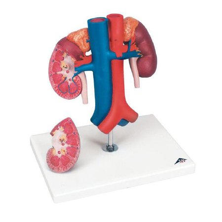 3B Scientific - Kidney with Vessels Model 2.20 lbs. - Z13323