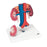 3B Scientific - Kidney with Vessels Model 2.20 lbs. - Z13323