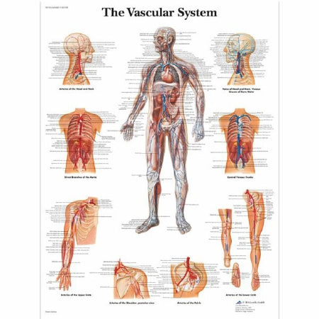 Fabrication Enterprises 3B Scientific Anatomical Chart Vascular System 19-7/10 X 26-2/5 Inch UV Resistant Paper Laminated - Z13410
