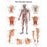 Fabrication Enterprises 3B Scientific Anatomical Chart Vascular System 19-7/10 X 26-2/5 Inch UV Resistant Paper Laminated - Z13410