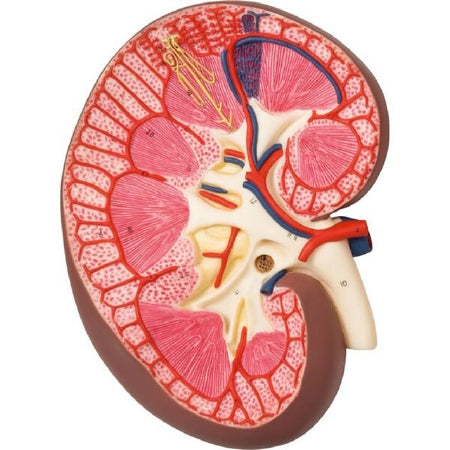 Fabrication Enterprises 3B Scientific Kidney Section Model 2.2 lbs. - Z13908