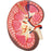 Fabrication Enterprises 3B Scientific Kidney Section Model 2.2 lbs. - Z13908