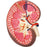 3B Scientific - Kidney Section Model 2.2 lbs. - Z13908