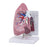 Fabrication Enterprises 3B Scientific Lung Model - Z02804
