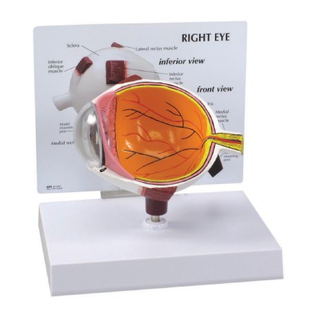3B Scientific - Eye Model - Z02803