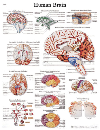 Fabrication Enterprises Anatomical Chart Human Brain 20 X 25 Inch Laminated - 12-4600L