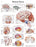 Fabrication Enterprises Anatomical Chart Human Brain 20 X 25 Inch Laminated - 12-4600L