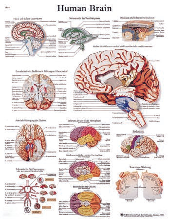 Fabrication Enterprises - Anatomical Chart Human Brain 20 X 25 Inch Laminated - 12-4600L