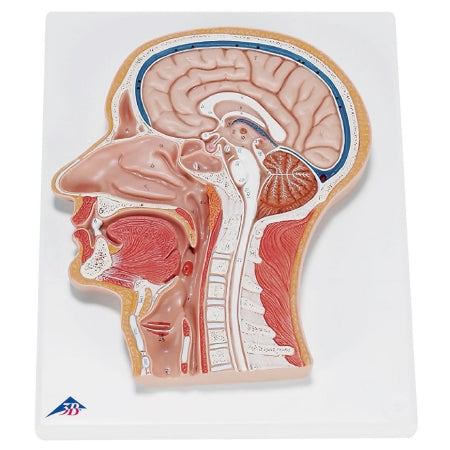 3B Scientific - Median Section of Head Model 2.20 lbs. - Z13910