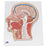 3B Scientific - Median Section of Head Model 2.20 lbs. - Z13910