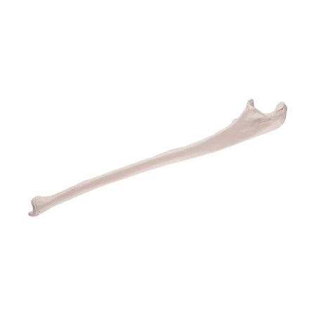 3B Scientific - Ulna Model 0.11 lbs. Plastic - Z13353