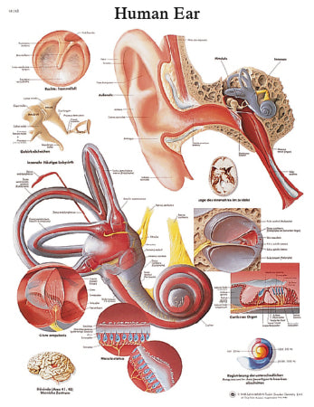Fabrication Enterprises Anatomical Chart Ear 20 X 25 Inch Laminated - 12-4606L